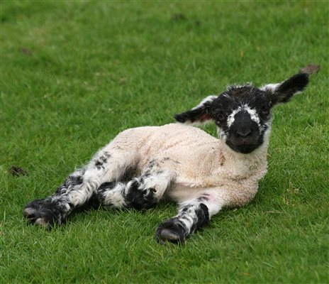 Welsh Mountain Lamb at Plas Farm